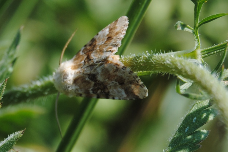 Identificazione Noctuidae